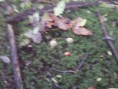 /album/integratie-3kk-1l/herfstwandeling-2-318-jpg/